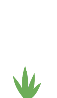 플